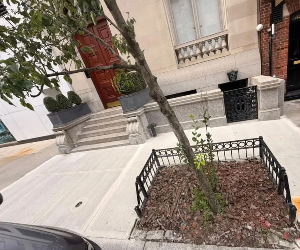 Newly repaired concrete sidewalk around a street tree at 22 E 67th St in the Upper East Side Historic District, Manhattan.